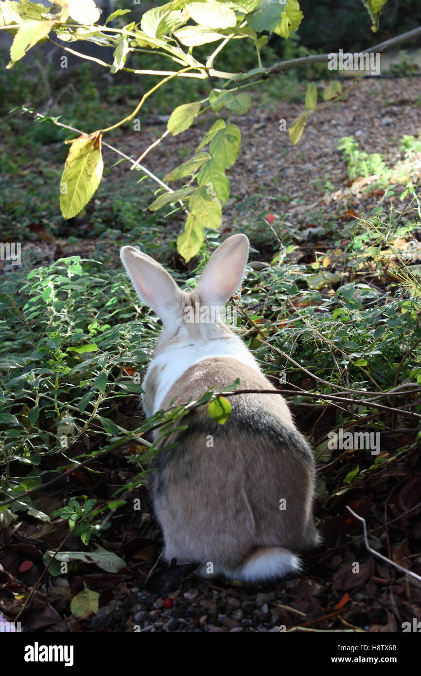 Blue eyed pet rabbit enjoying time in the garden unusual coloured coat Stock Photo