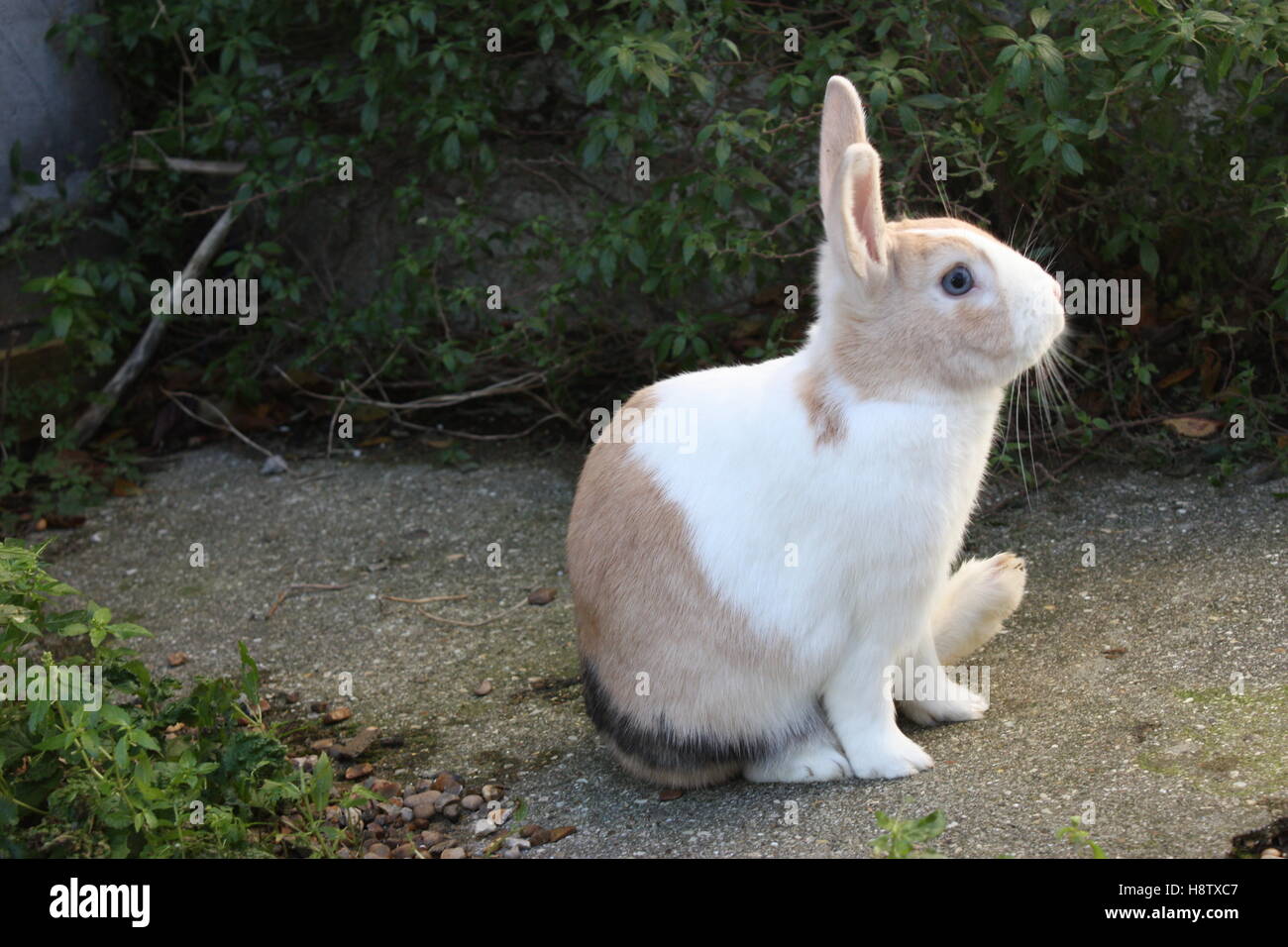 Blue eyed pet rabbit enjoying time in the garden unusual coloured coat ...