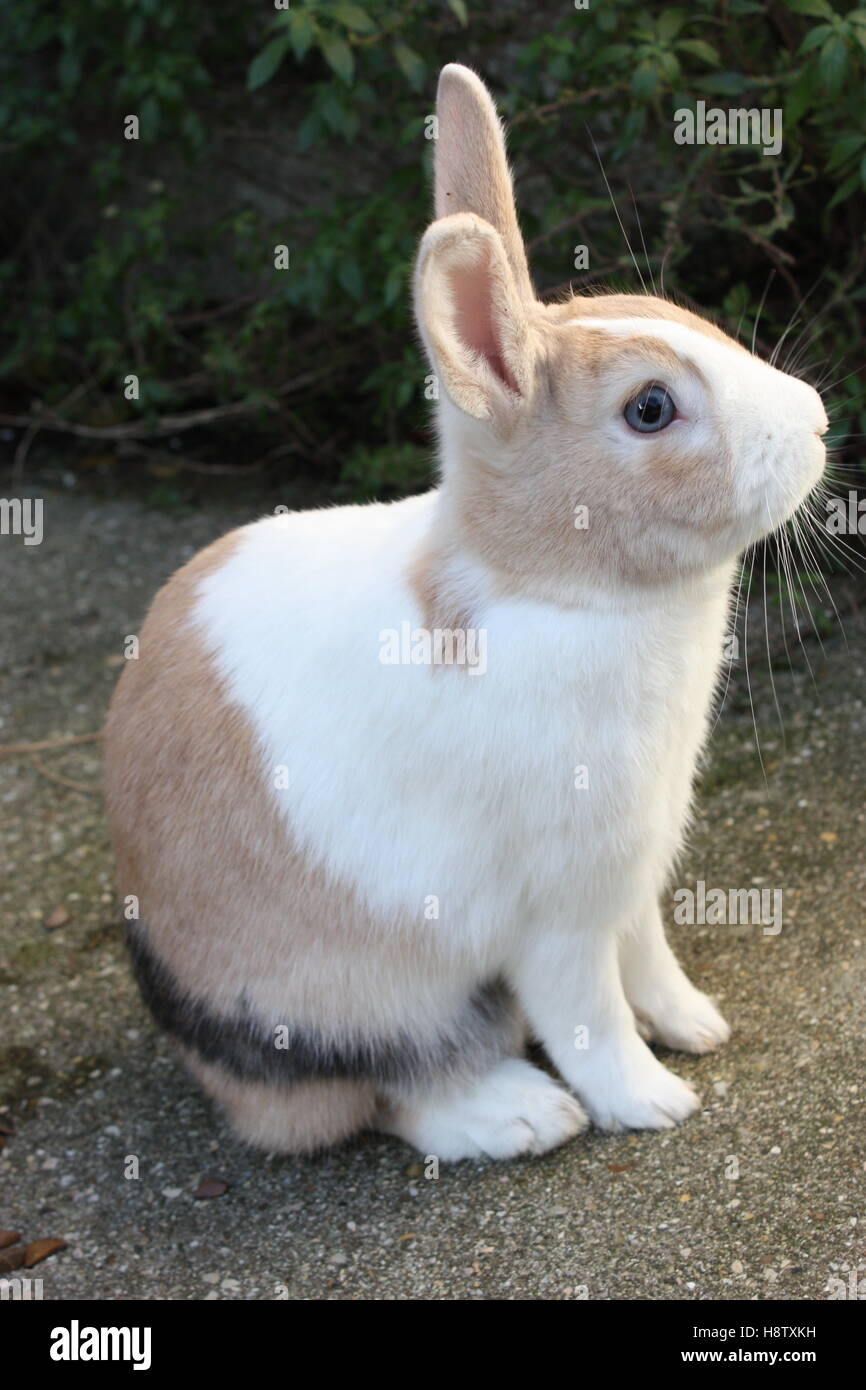 Blue eyed pet rabbit enjoying time in the garden unusual coloured coat Stock Photo