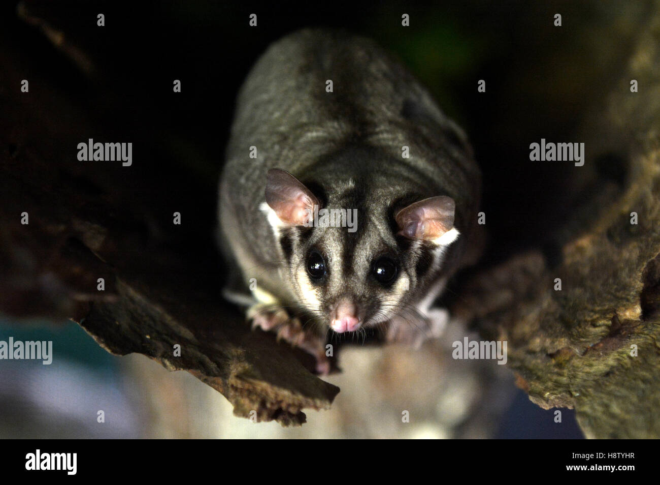 Sugar Glider Australia High Resolution Stock Photography and Images Alamy