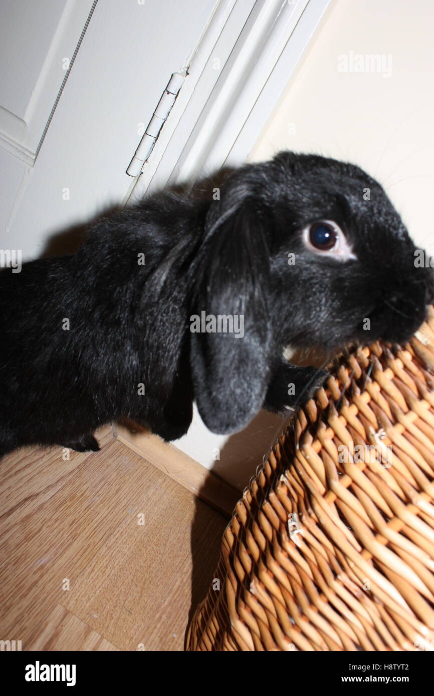 black lop rabbit leaning on a wicker basket Stock Photo Alamy