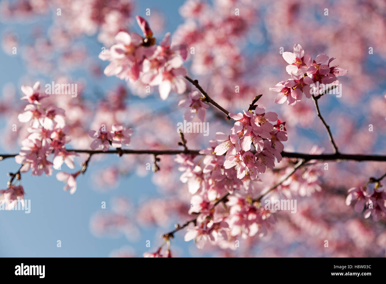 Pastel pink cherry blossoms hi-res stock photography and images - Alamy