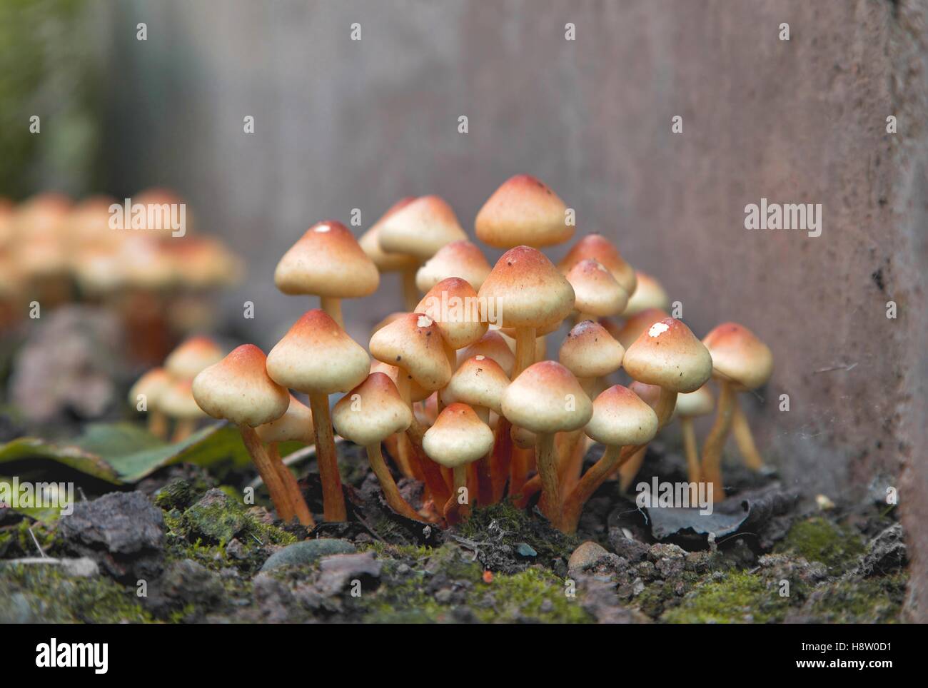 Sulphur Tuft mushrooms. Pack of yellow fungi Stock Photo