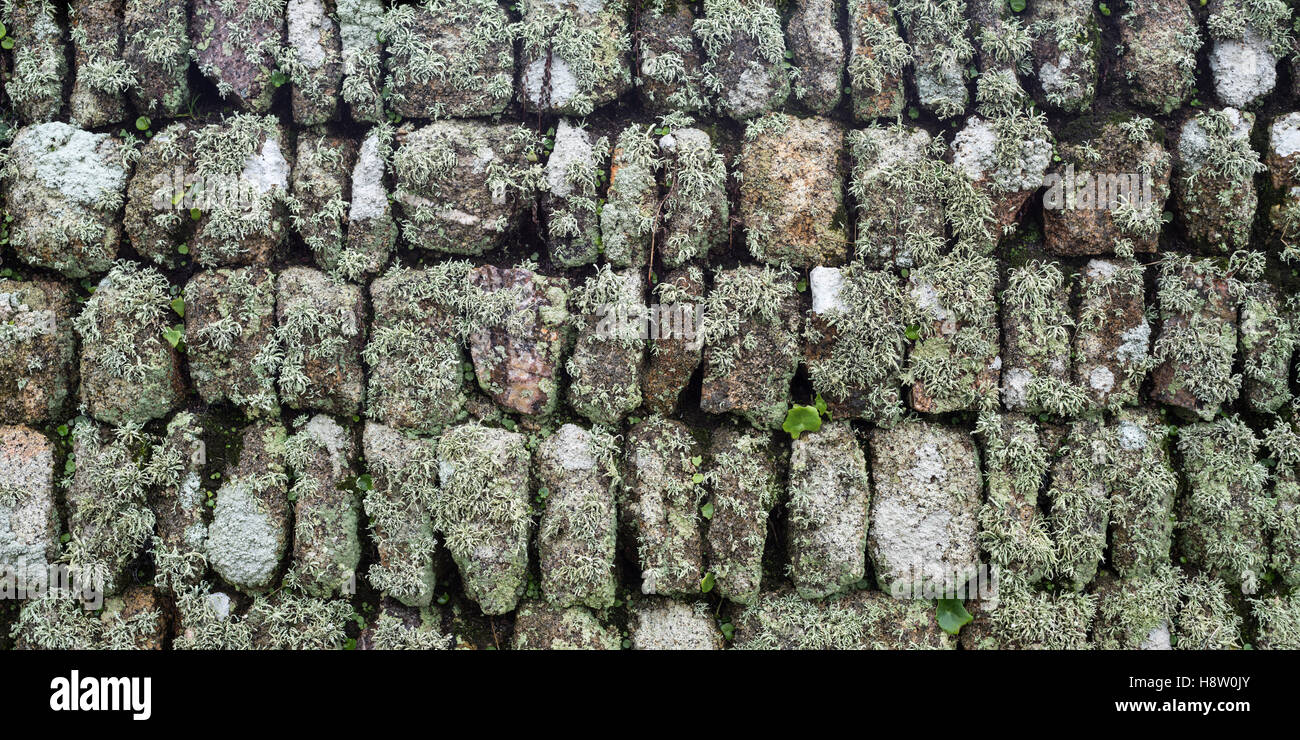 Cornish coursed stone hedge Stock Photo