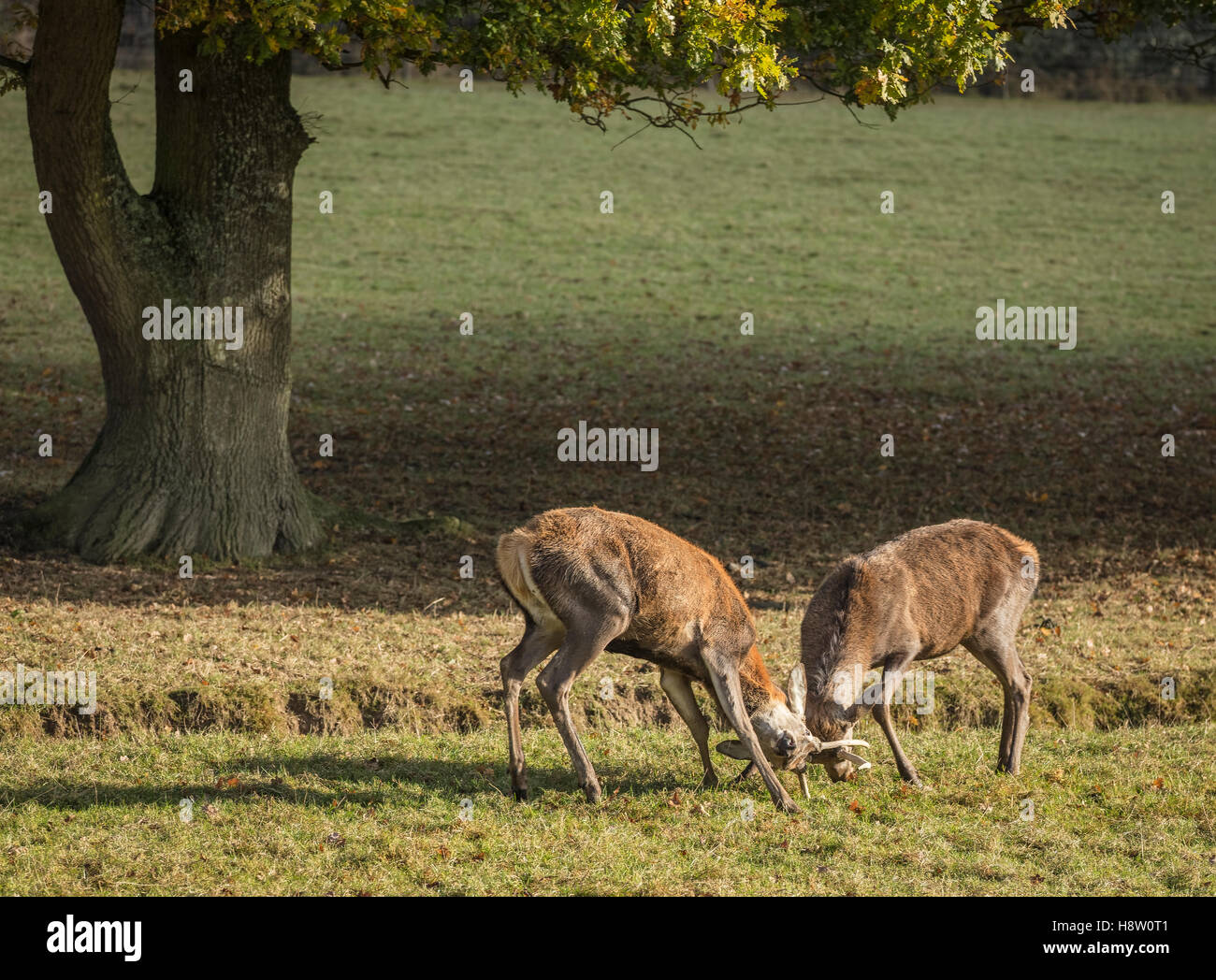 Two stags rutting hi-res stock photography and images - Alamy