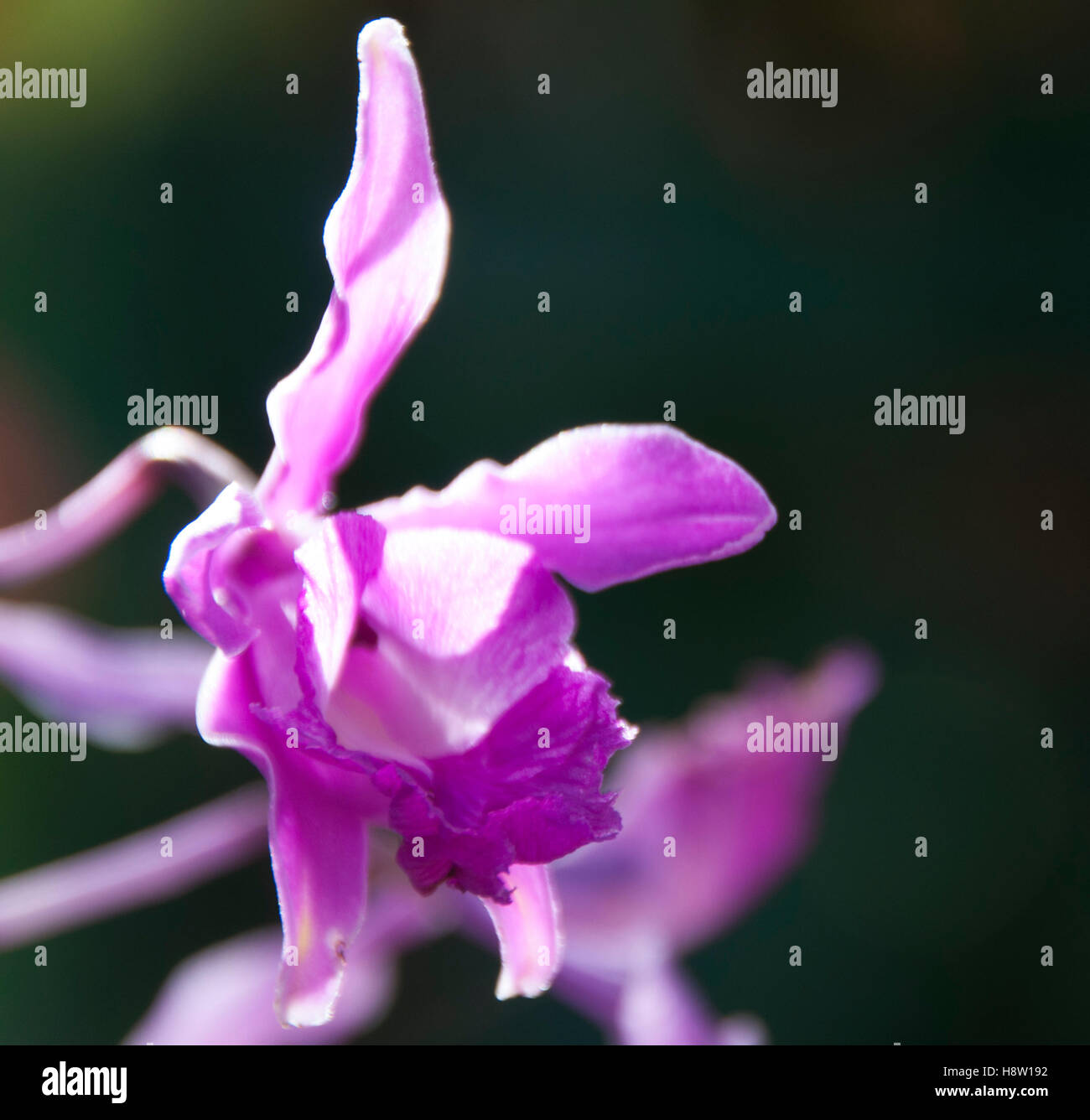 Orchid flower detail, Puerto Vallarta Botanical Gardens, Jalisco