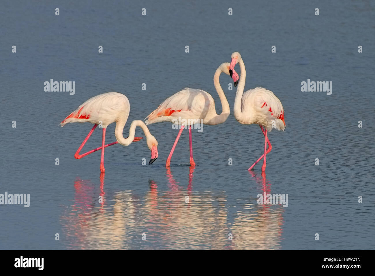 Flamingos in der Camargue, Frankreich  - Flamingos in Camargue, Provence, France Stock Photo