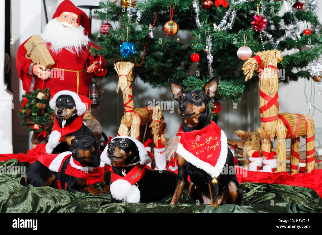 small puppies dressed up as father christmas Stock Photo