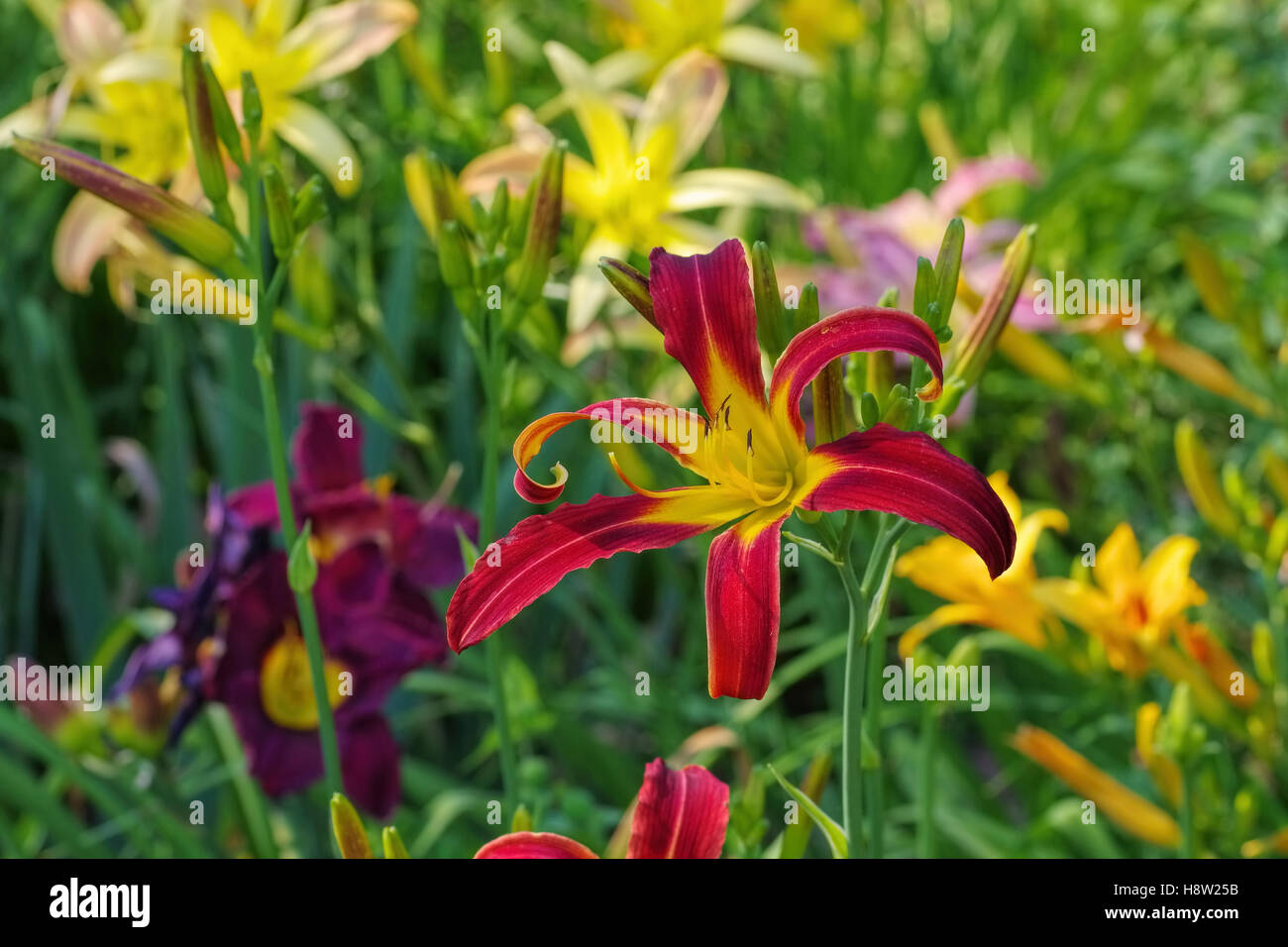 Taglilie Red Ribbons Daylily Of The Species Red Ribbons In Summer Stock Photo Alamy