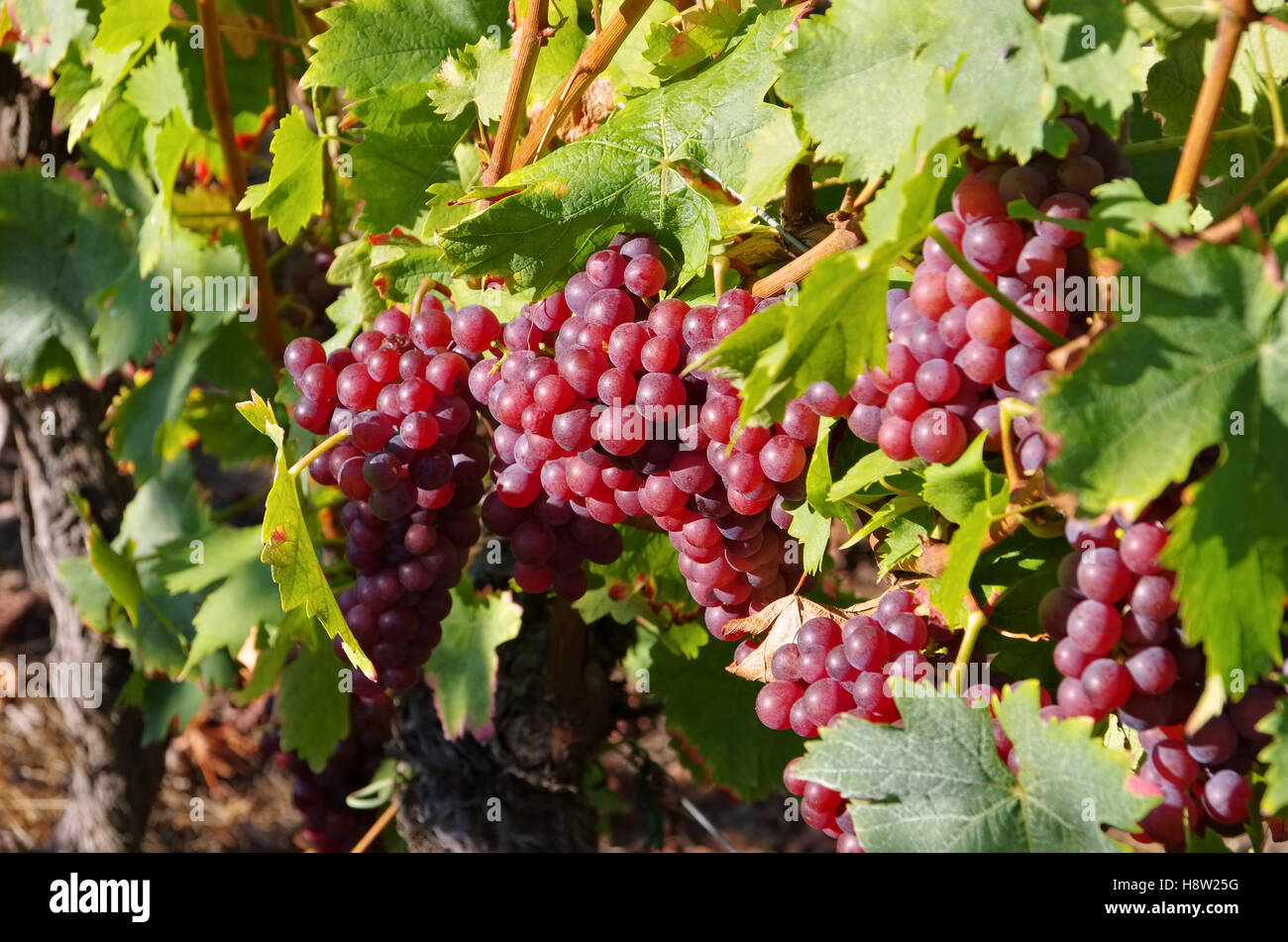 Weintraube in rot auf dem Weinberg - grape in red on vineyard Stock Photo