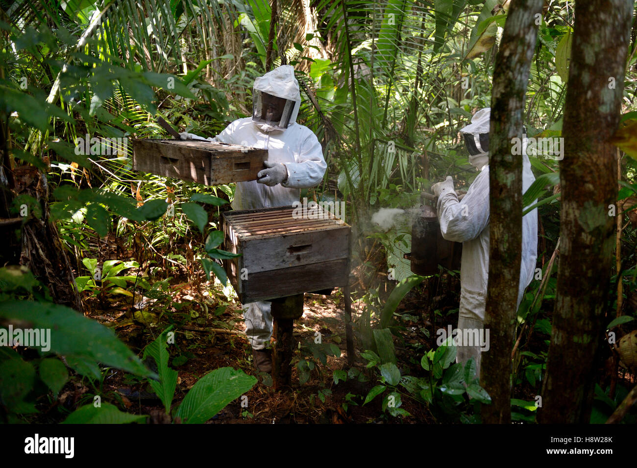 Two beekeepers with beehives in the Amazon rainforest, honeybee (Apis mellifera), Asentamento Areia, Trairão District, Pará Stock Photo
