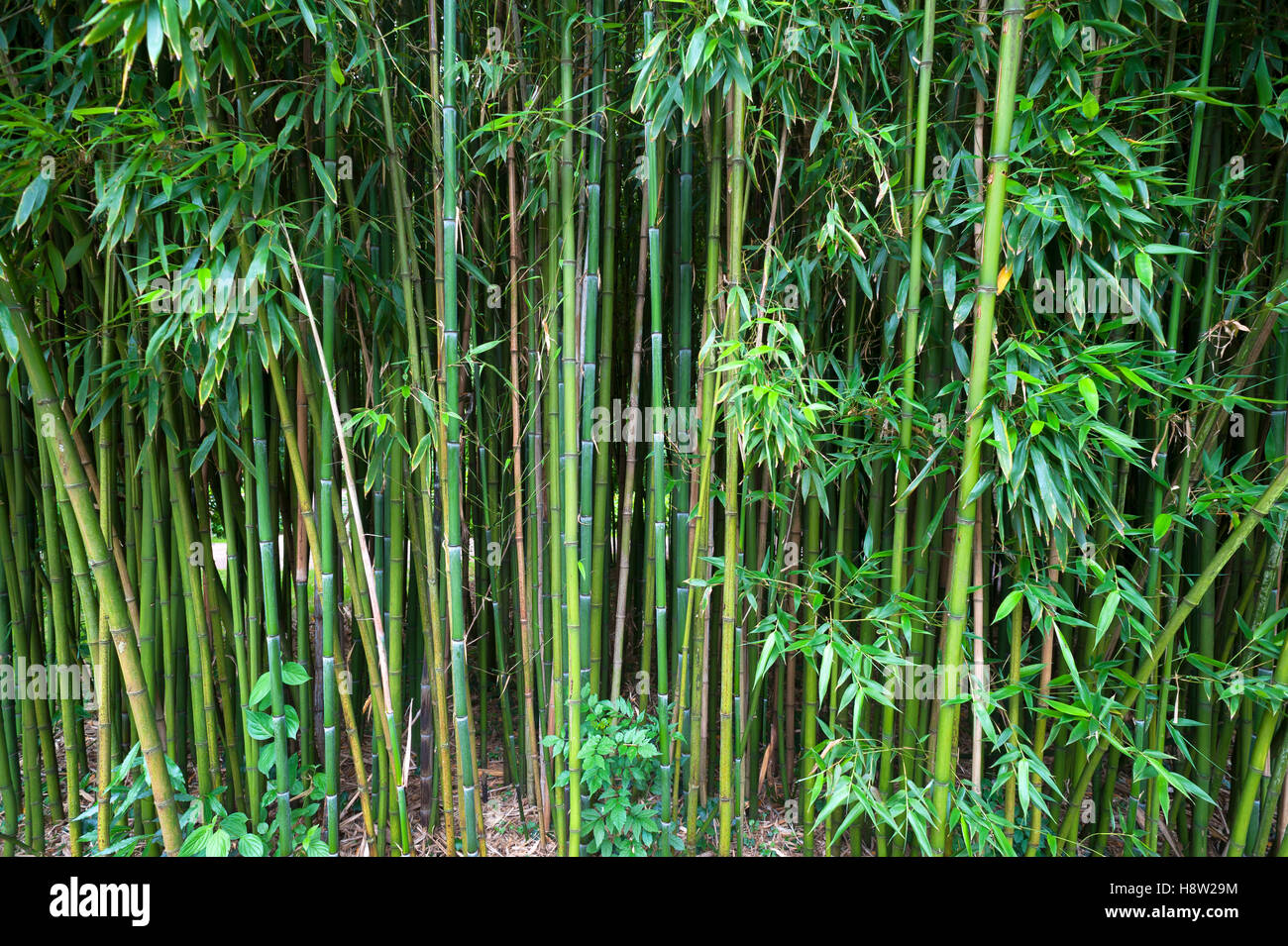 Bamboo Forest (Bambusoideae), Parc Floral et Tropical de la Court d&#39;Aron, Saint Cyr en Talmondais, Vandee, France Stock Photo
