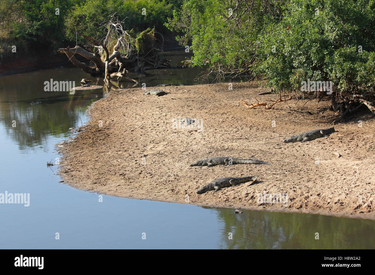 Nile crocodiles (Crocodylus niloticus), Grumeti River sandbank, Serengeti National Park, Tanzania Stock Photo
