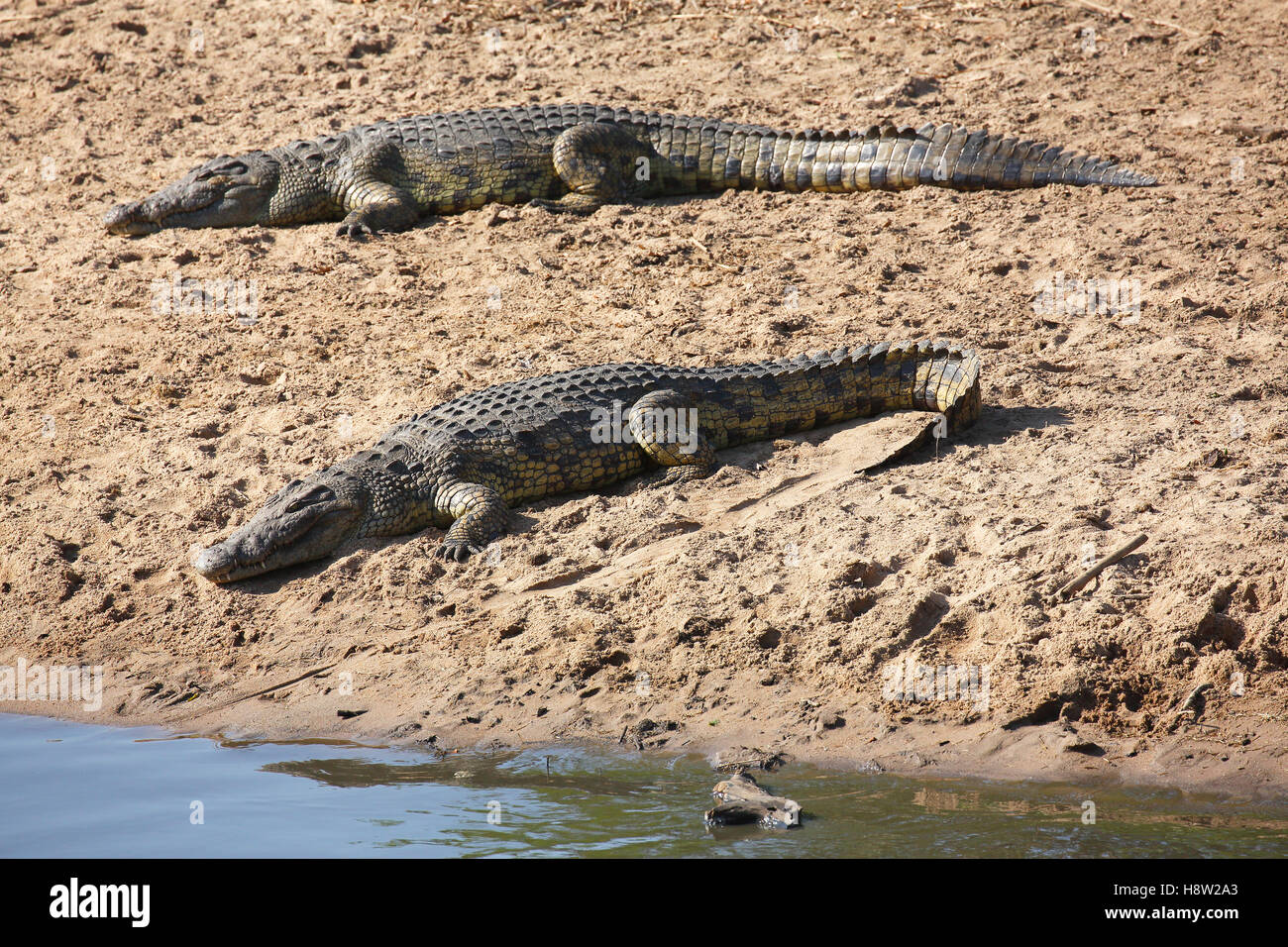 Nile crocodiles (Crocodylus niloticus), Grumeti River sandbank, Serengeti National Park, Tanzania Stock Photo