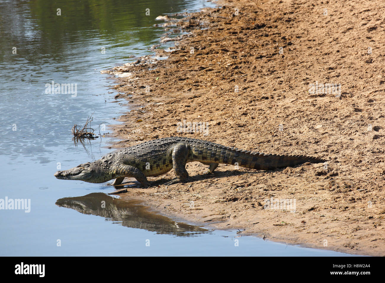 Nile crocodile (Crocodylus niloticus) entering Grumeti River, Serengeti National Park, Tanzania Stock Photo
