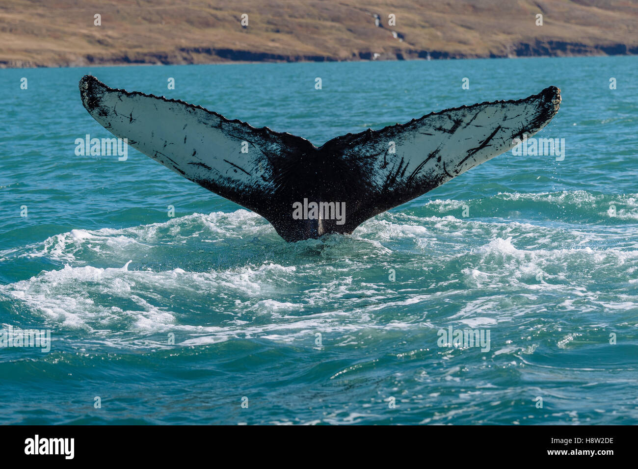 Tail, flukes, diving humpback whale (Megaptera novaeangliae), Eyjafjörður, Iceland Stock Photo