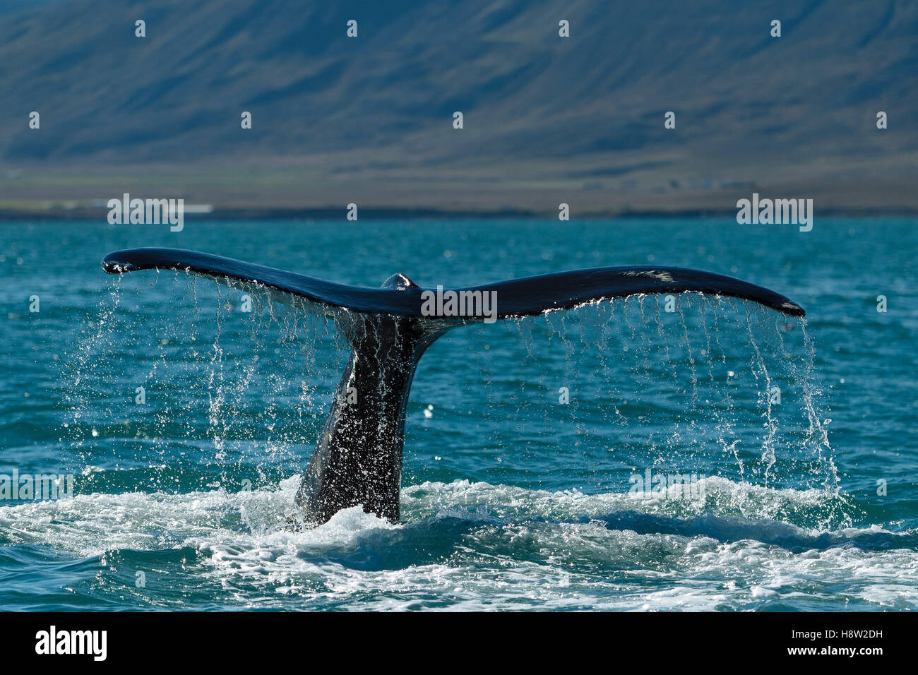 Flukes humpback whale hi-res stock photography and images - Alamy