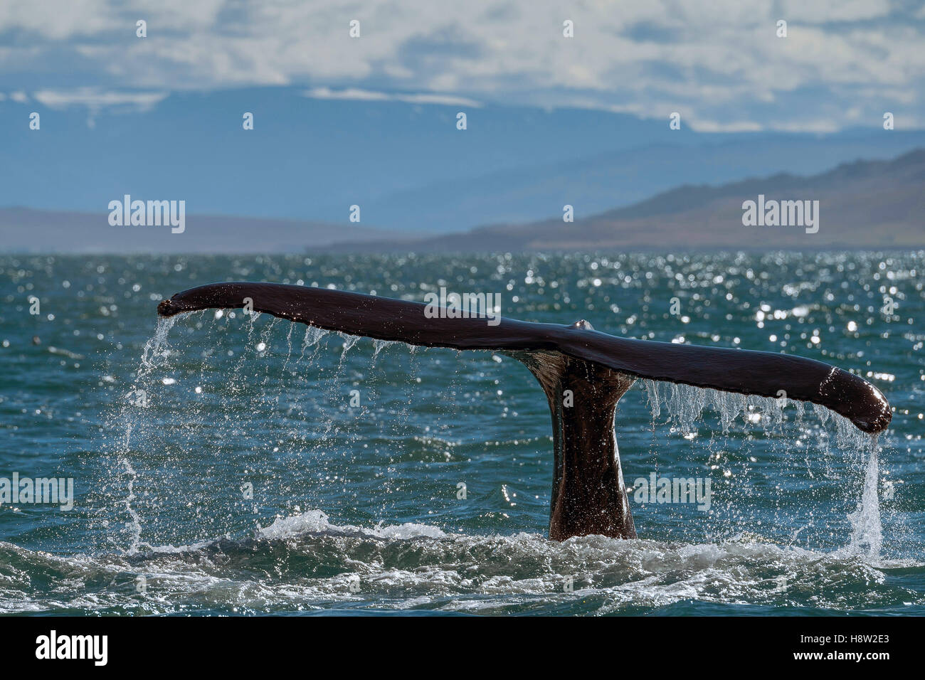 Tail, flukes, diving humpback whale (Megaptera novaeangliae), Eyjafjörður, Iceland Stock Photo