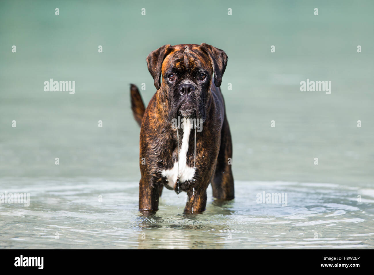 Boxer standing in water, Austria Stock Photo