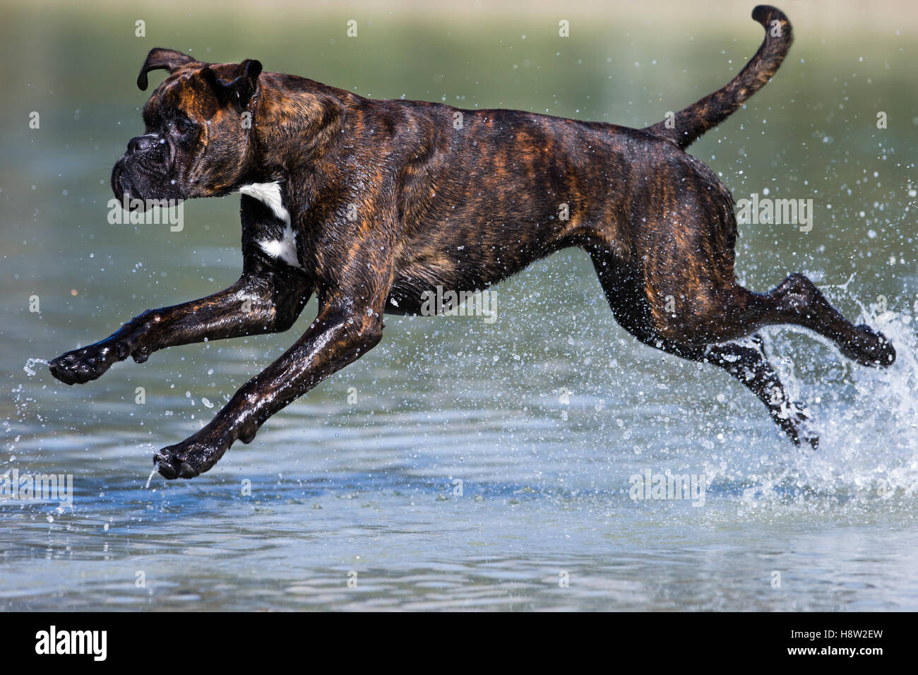 Boxer running in water, Austria Stock Photo