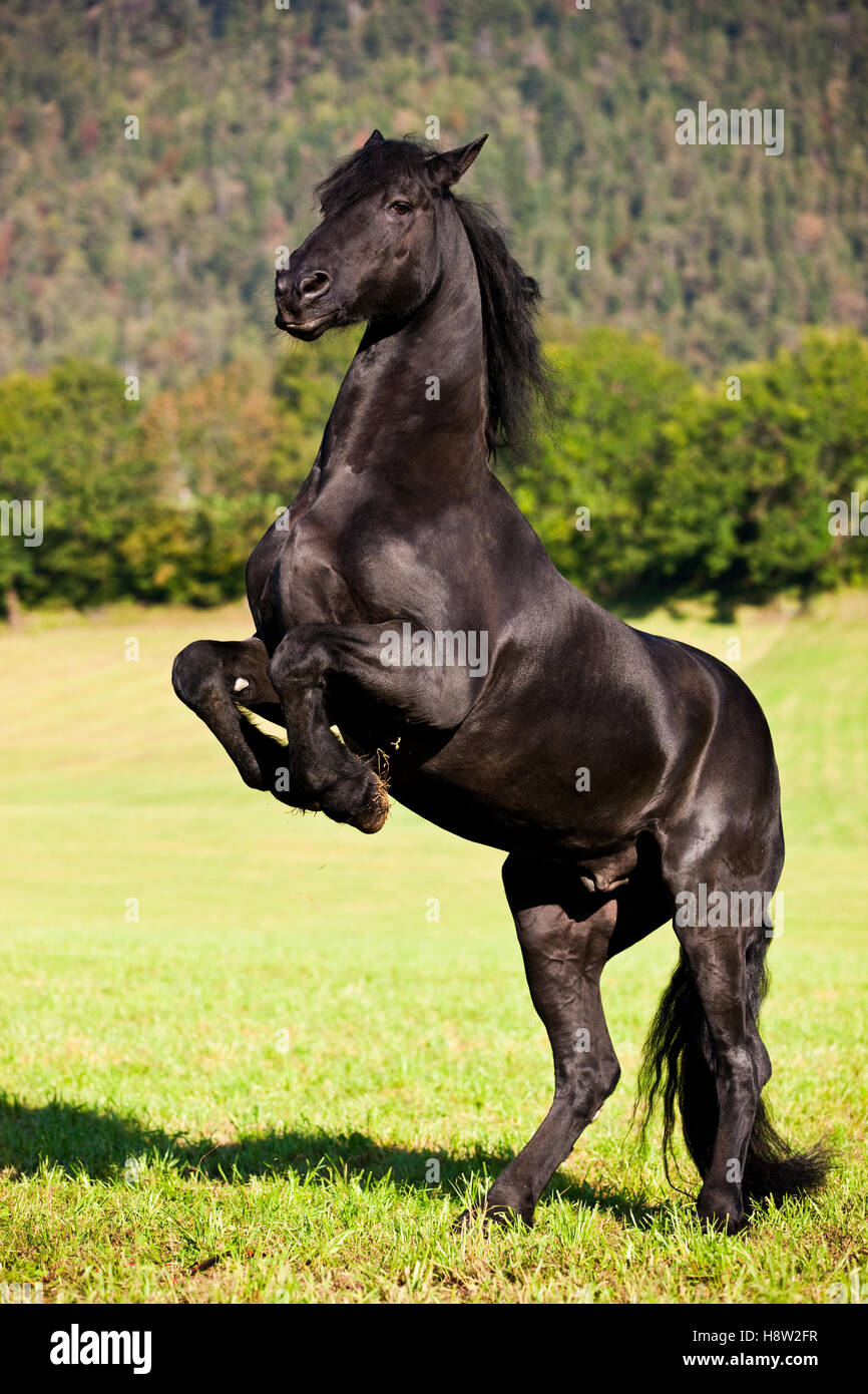 Friesian horse on hind legs, meadow, forest, Austria Stock Photo
