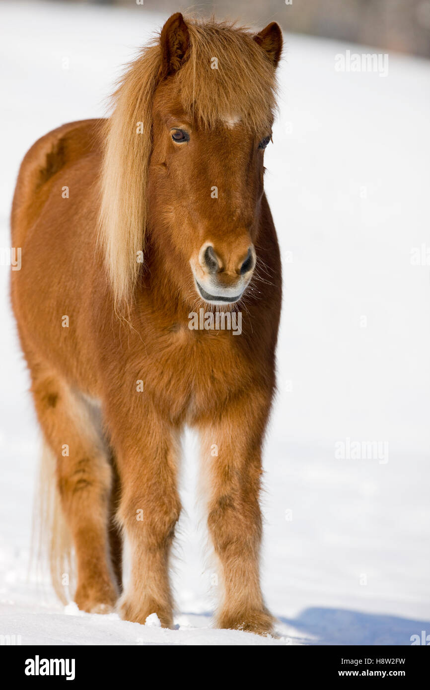 Icelandic horse standing in snow, winter, Austria Stock Photo