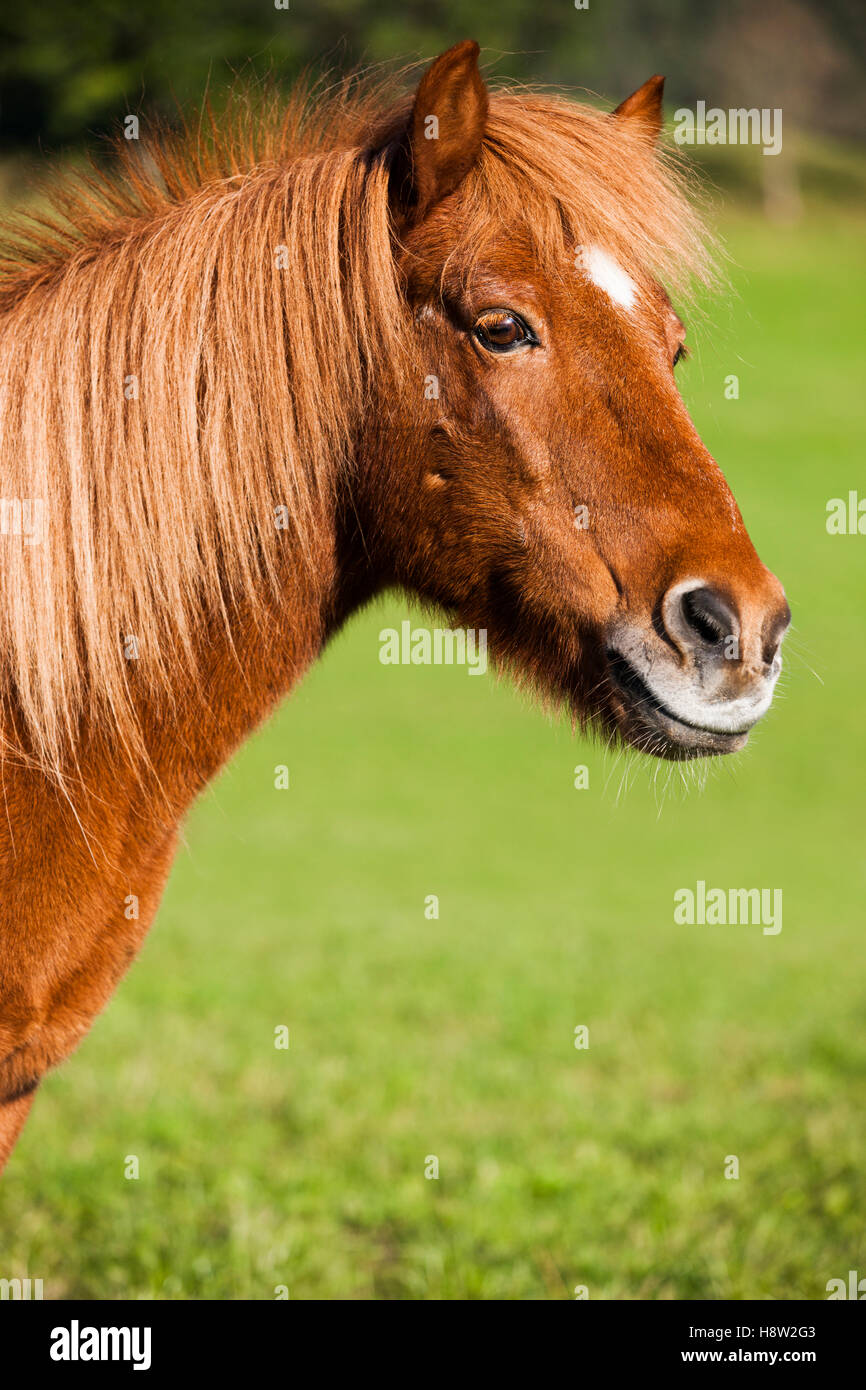 Icelandic horse, green meadow, Austria Stock Photo