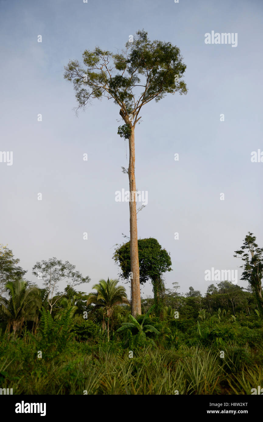 Ipe tree hi-res stock photography and images - Alamy
