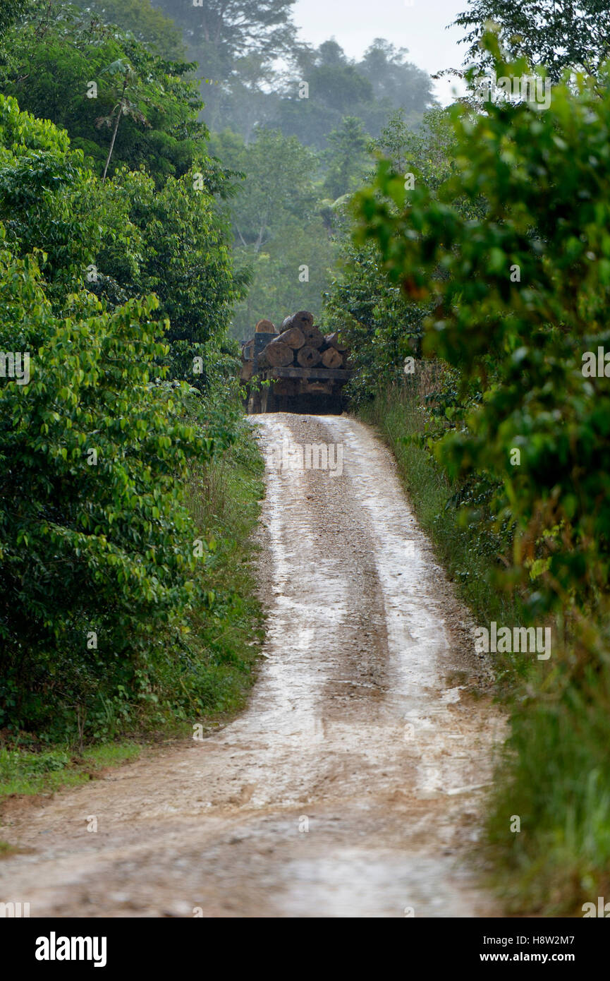 Trucks loaded with tree trunks, illegal logging, Amazon rainforest timber, Trairão District, Pará, Brazil Stock Photo