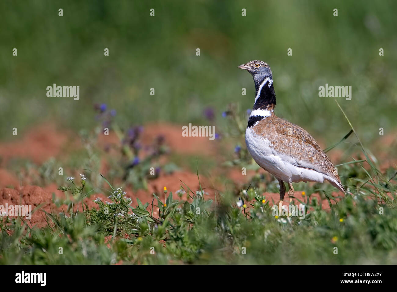 Male little bustard (Tetrax tetrax) courting, Extemadura, Spain Stock Photo