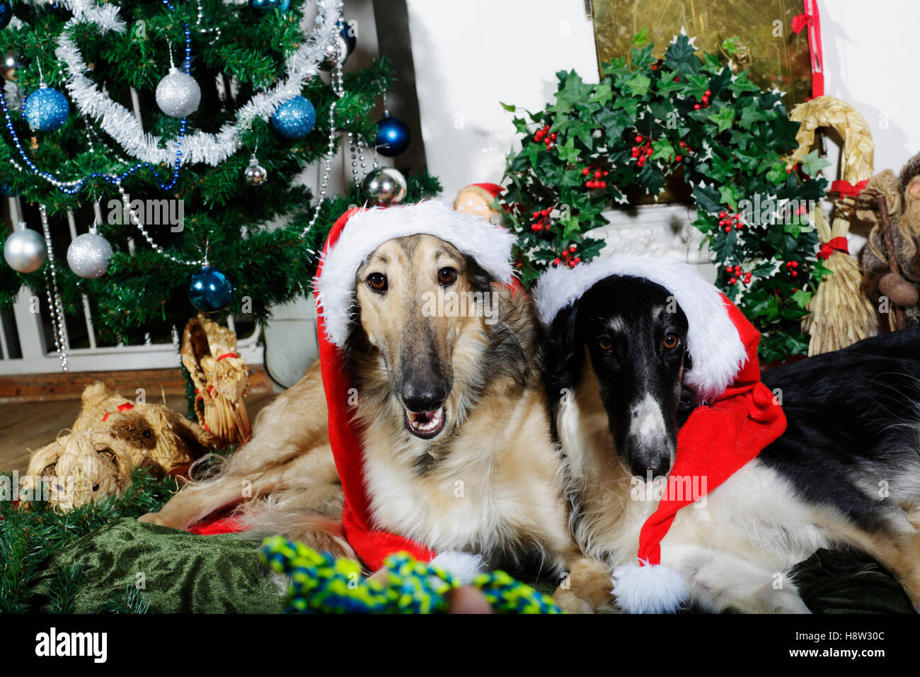 borzoi puppies dressed as father christmas Stock Photo