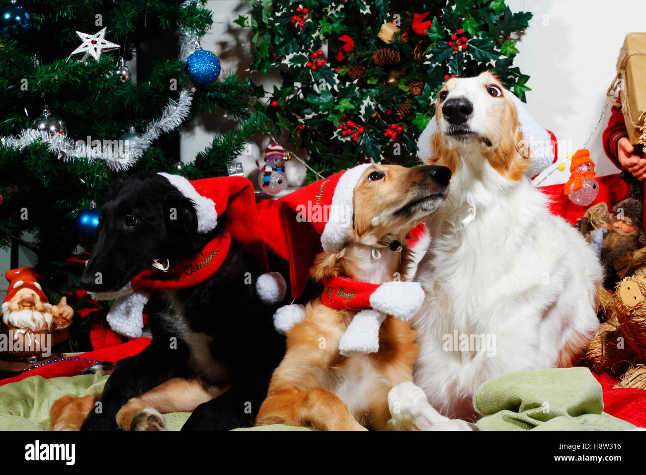 Puppies dressed as father-christmas with greetings Stock Photo