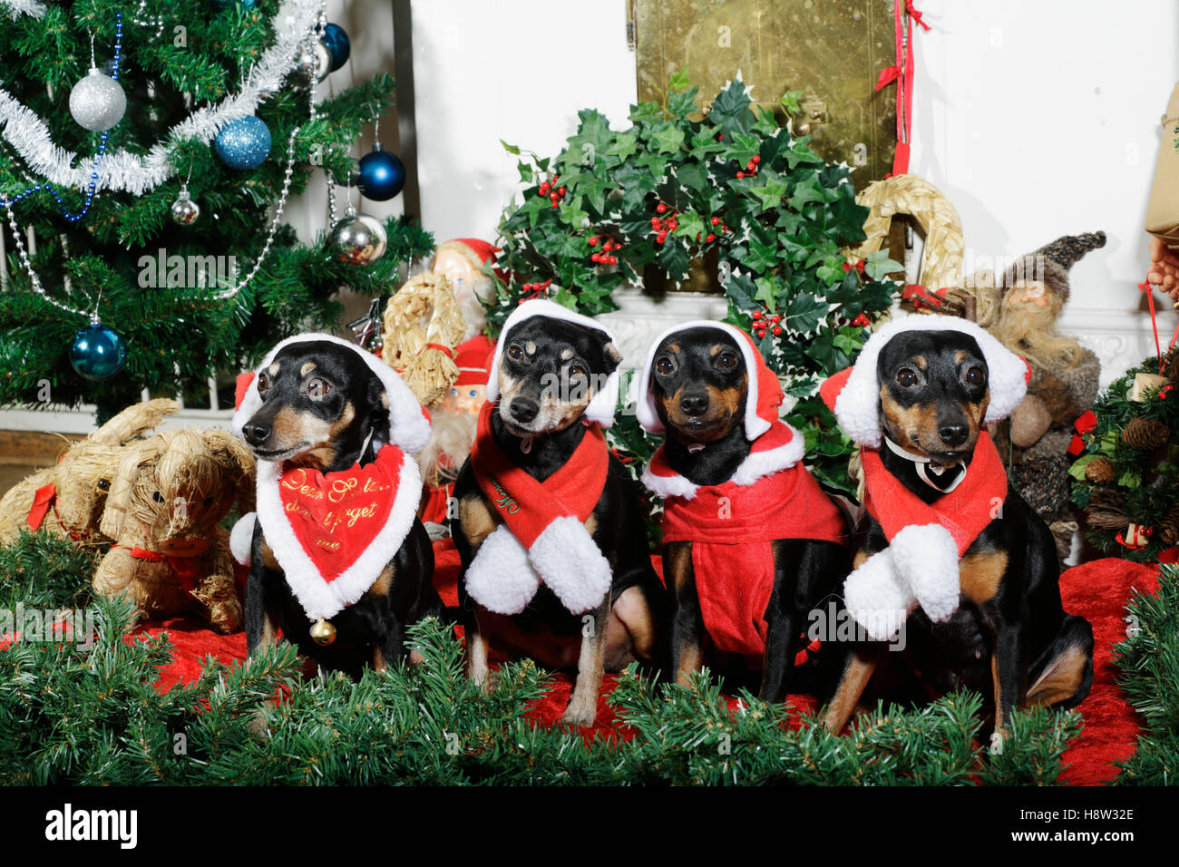 Small miniature pinschers dressed as father christmas Stock Photo