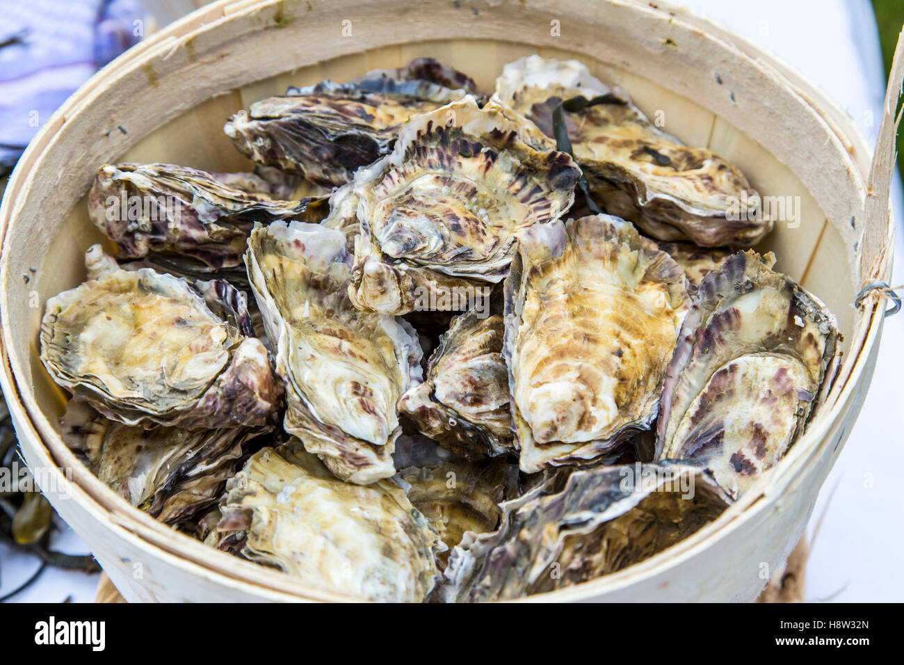 Oysters, on ice, open Stock Photo Alamy