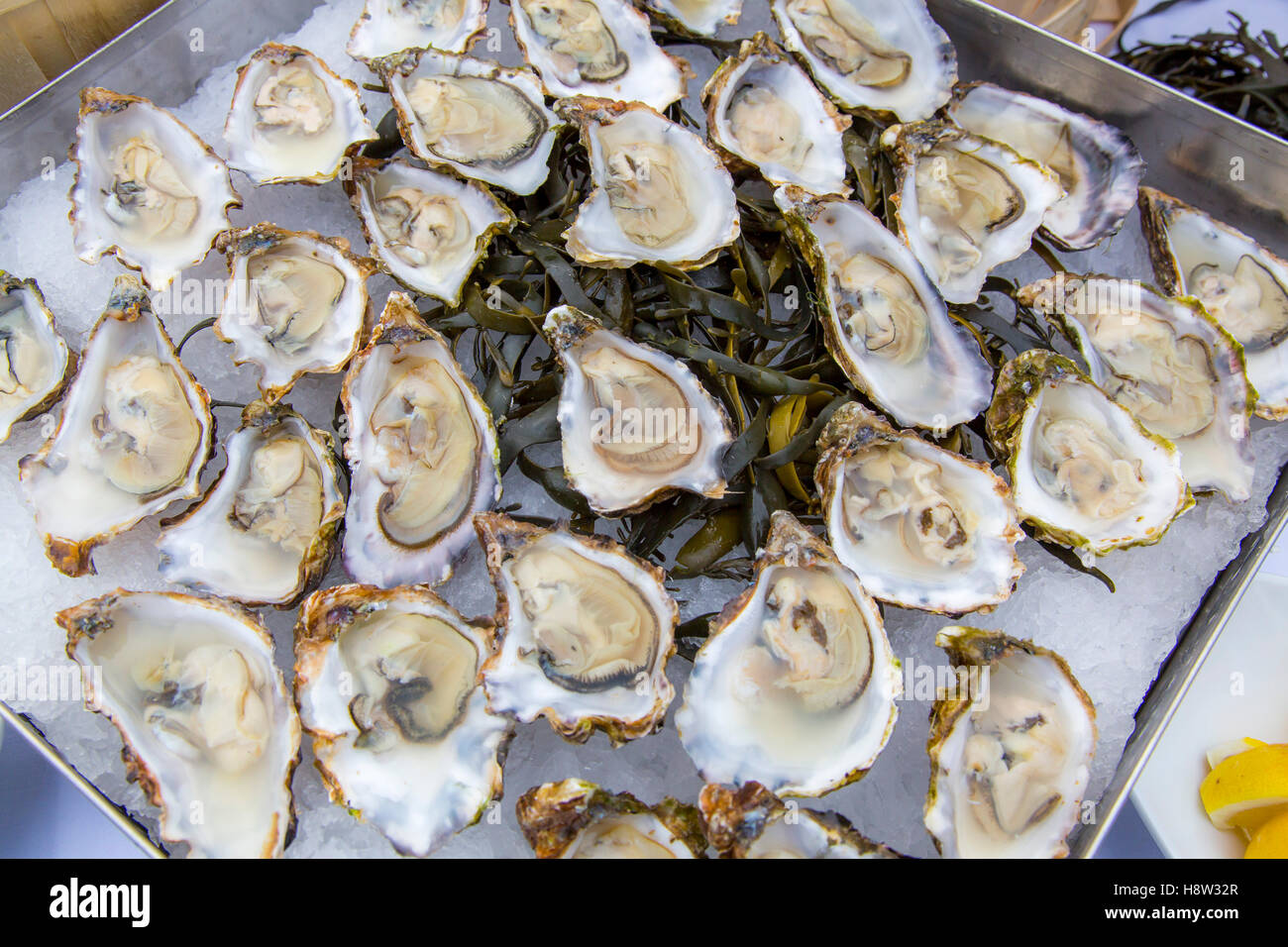 Oysters, on ice, open, Stock Photo