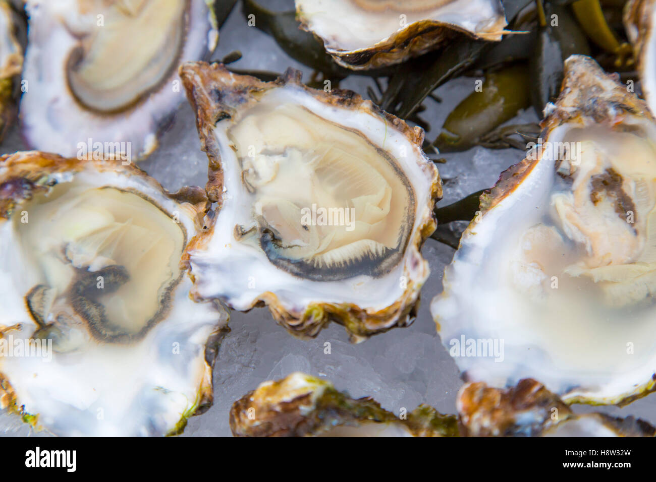Oysters, on ice, open, Stock Photo