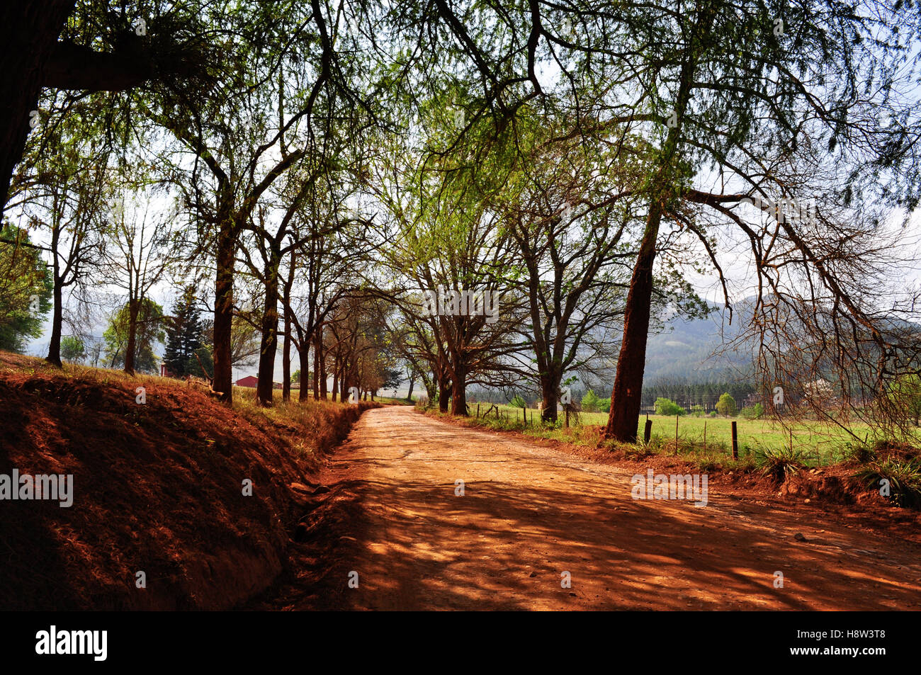 South Africa: the dirt road of red soil and trees which leads to Lone Creek Falls, a waterfall near the town of Sabie Stock Photo