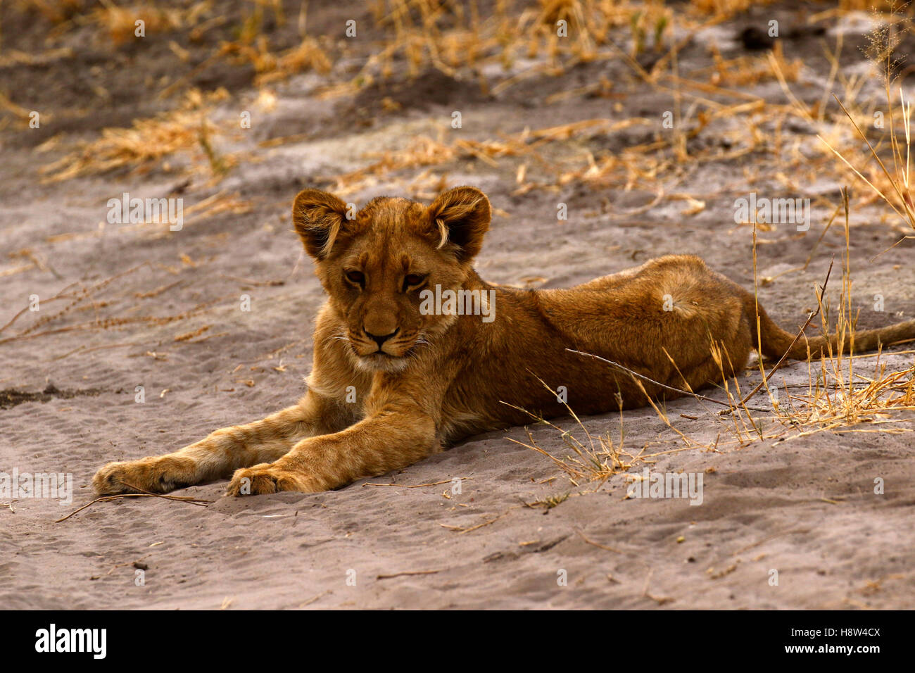 Sleepy lions in the heat of the day hardly ever move seeking shade or a more comfortable position  whilst Cubs are restless Stock Photo