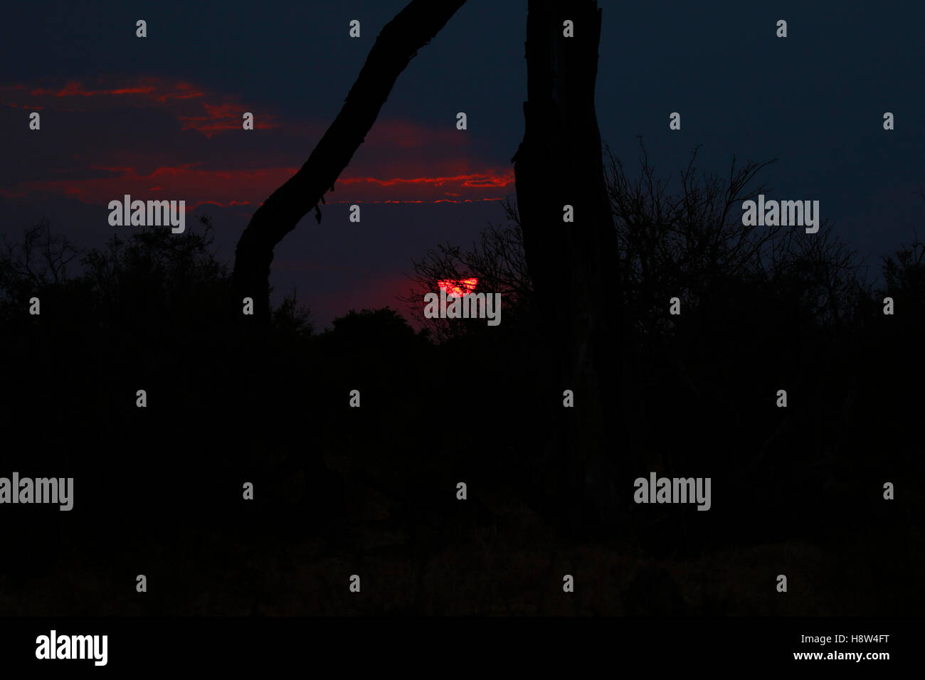 Stunning sunset over the open plains in Botswana Moremi game reserve with a giraffe & trees highlighted in the red & orange glow Stock Photo