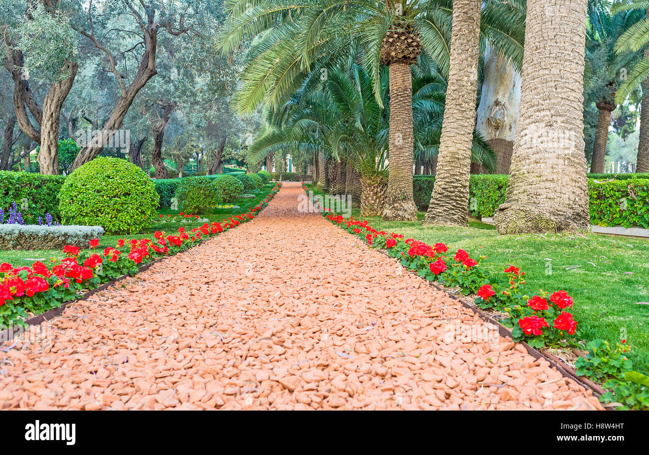The footpath is bordered with red begonia flowers, Bahai Gardens, Haifa, Israel. Stock Photo