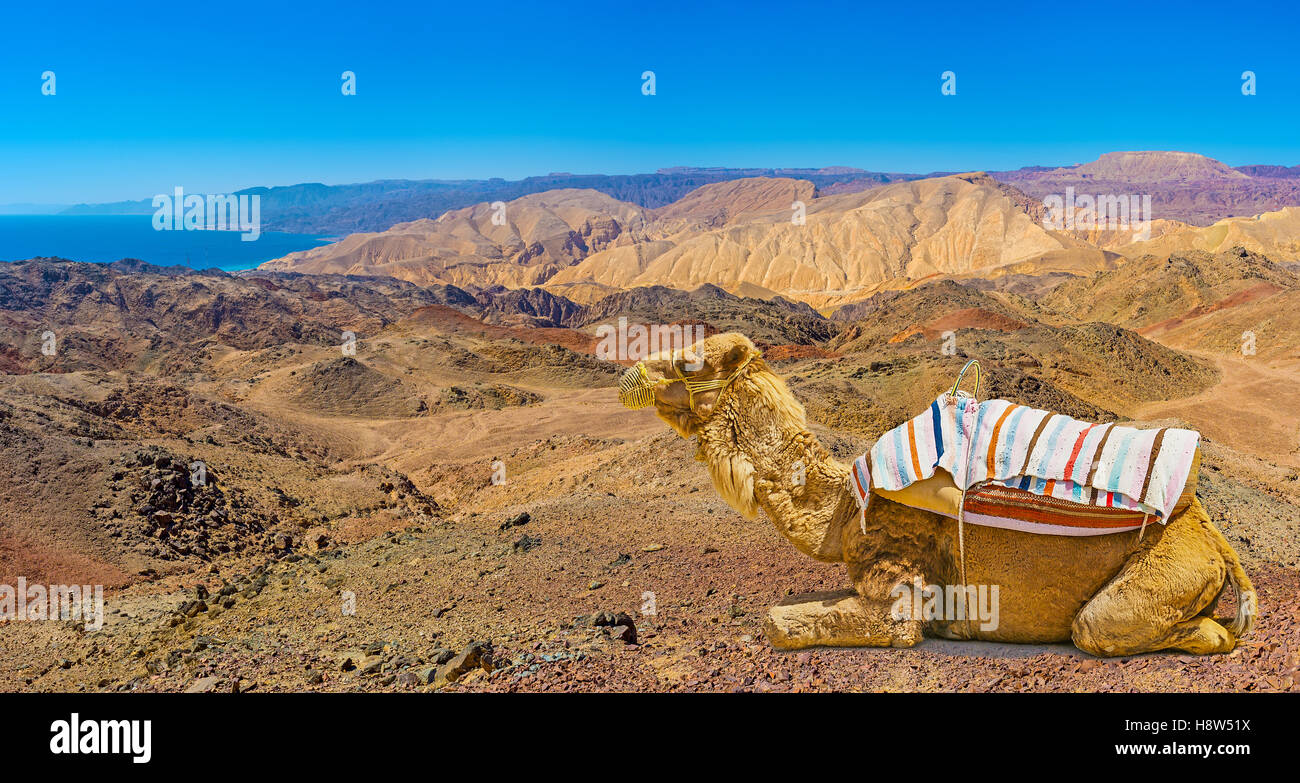 Discover Negev Desert High Resolution Stock Photography and Images - Alamy
