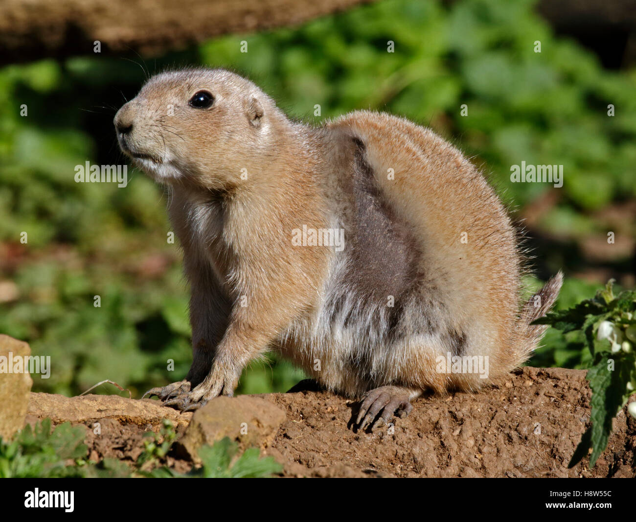 Black-Tailed Prairie Dog (cynomys ludovicianus) moulting Stock Photo ...