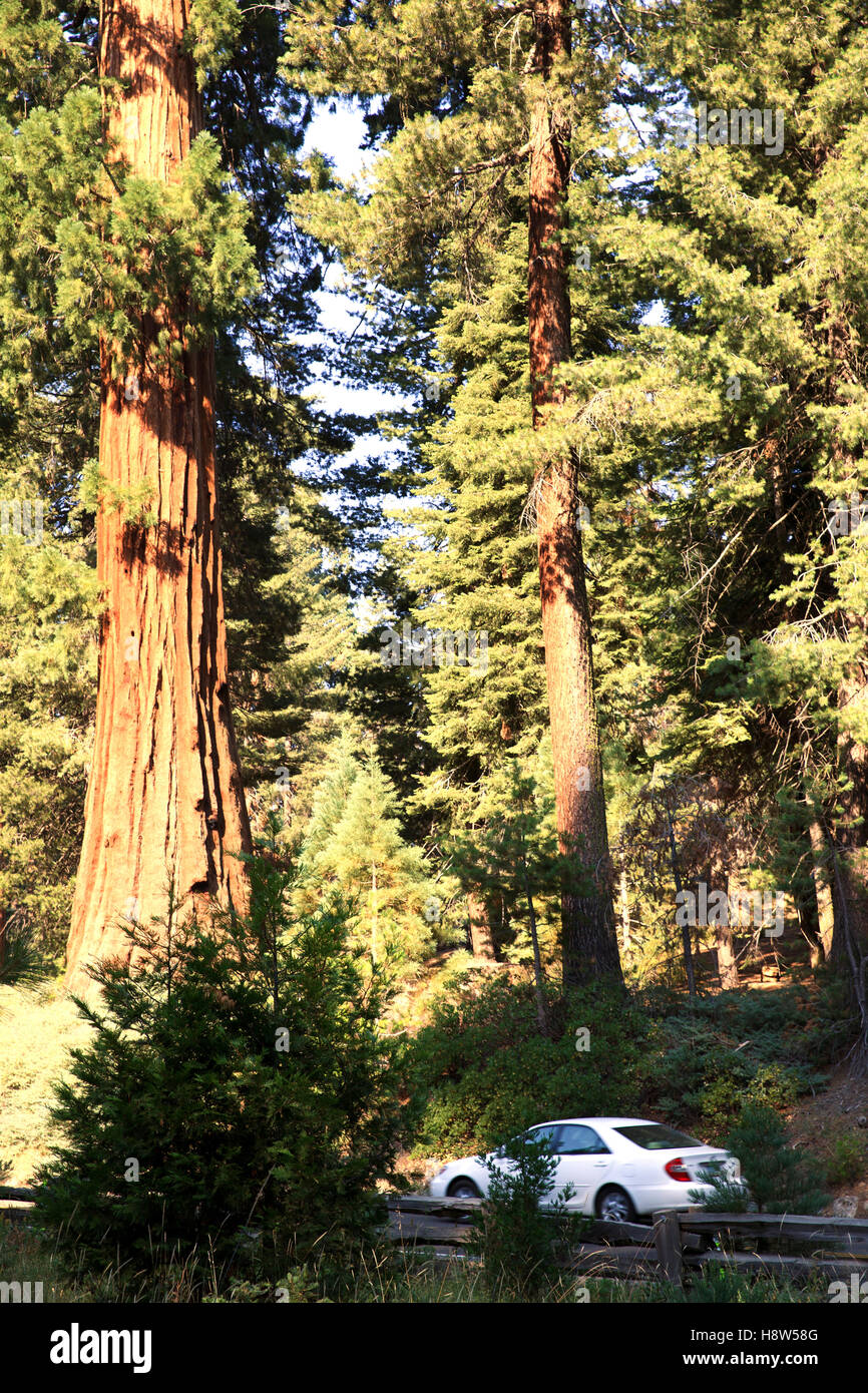 Giant Sequoia (Sequoiadendron giganteum) and spruce tree trunks