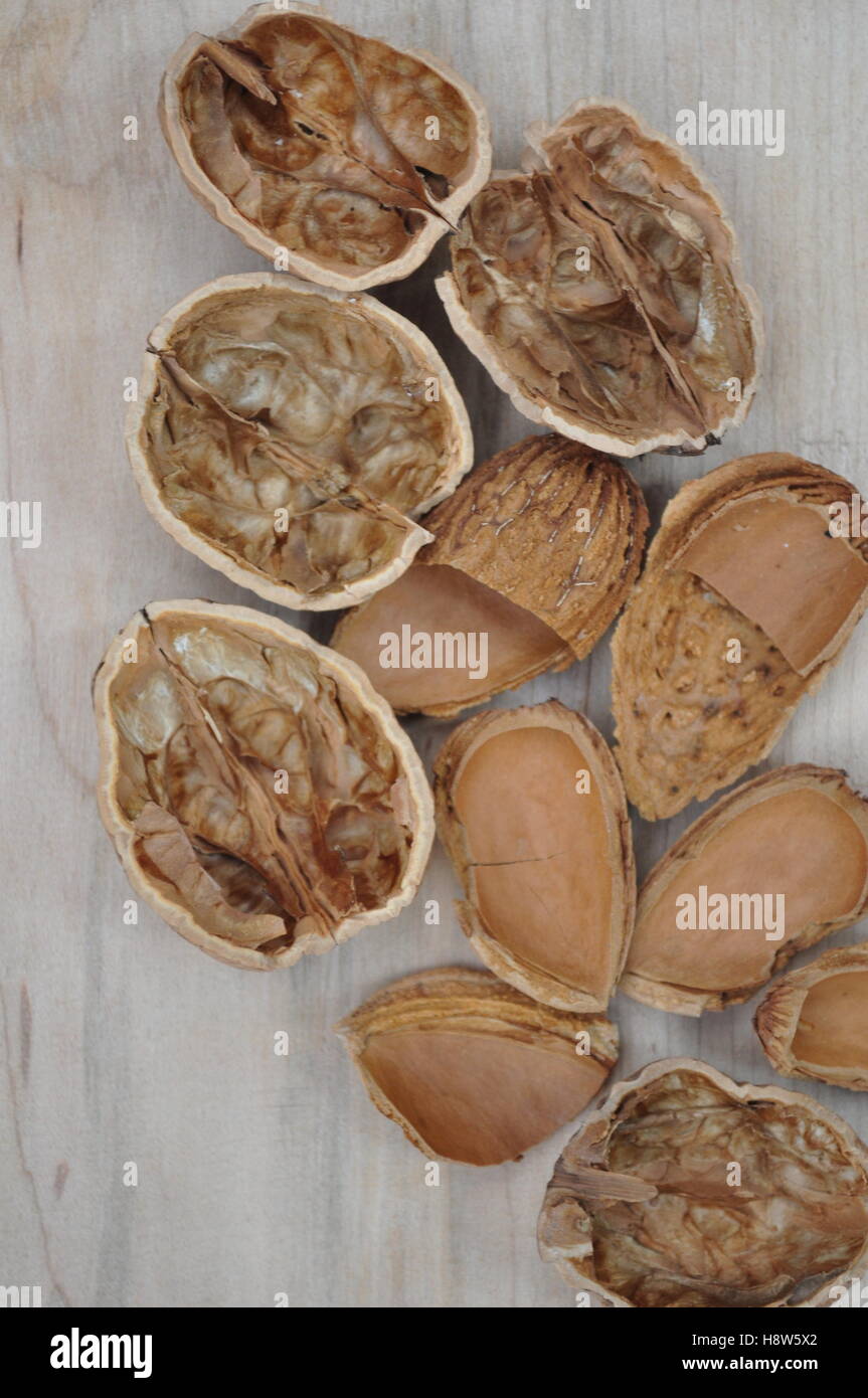 nutshells and almond shells Stock Photo - Alamy