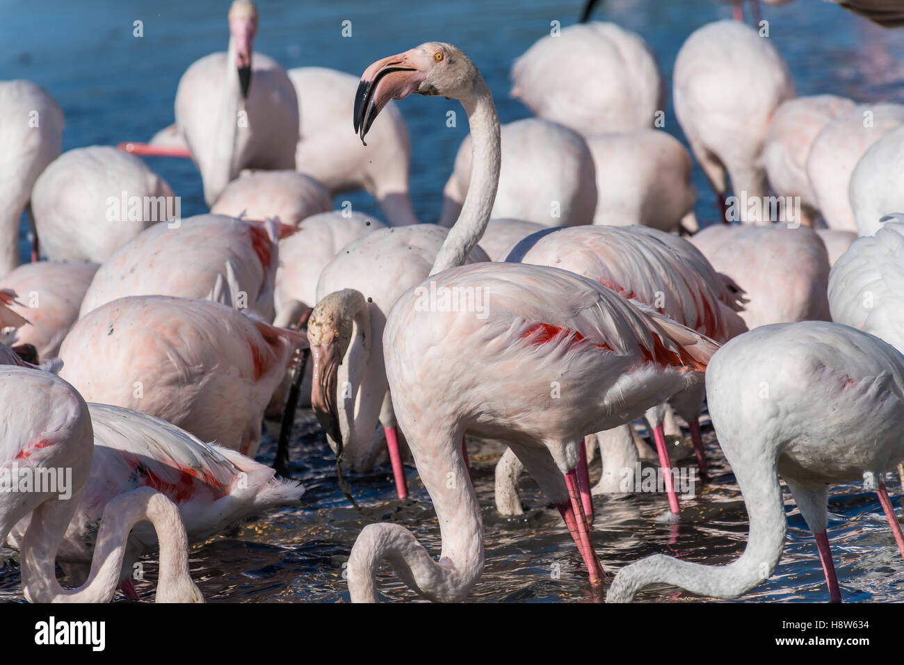 Flamants Roses / Phoenicpterus Ruber Roseus , Pont de Gau, Camargue ...