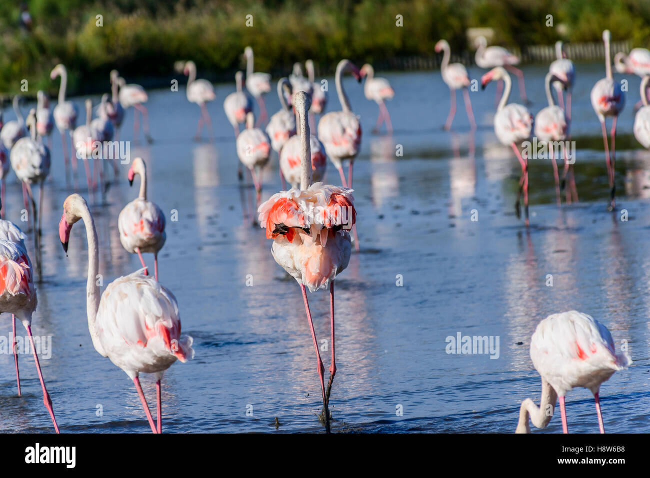 Flamants Roses / Phoenicpterus Ruber Roseus , Pont de Gau, Camargue ...