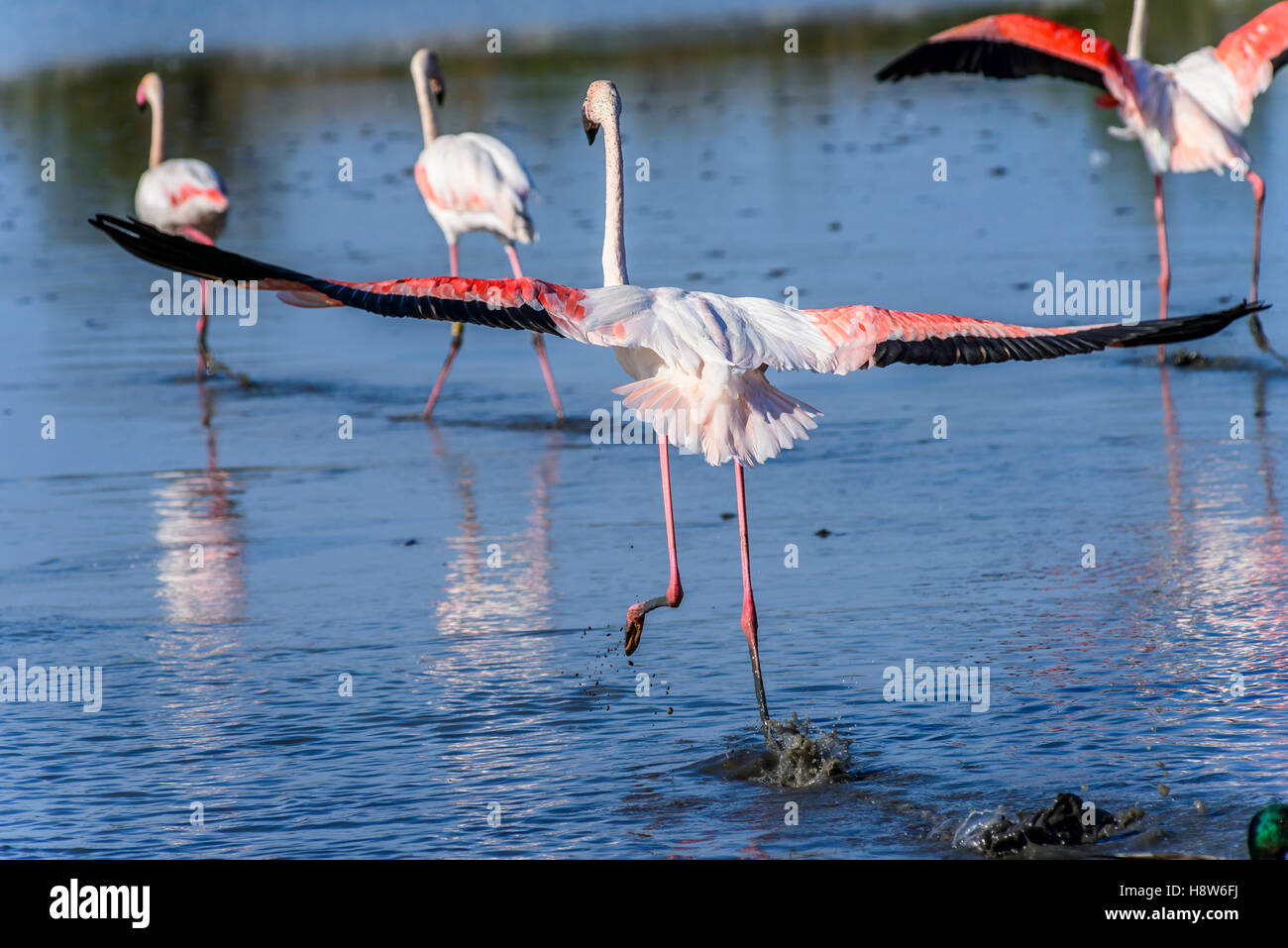 Ecosysteme aquatique hi-res stock photography and images - Alamy