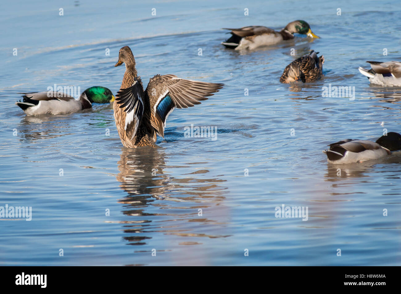 Canard et Cane Colvert sur un Etang Camargue France Stock Photo Alamy