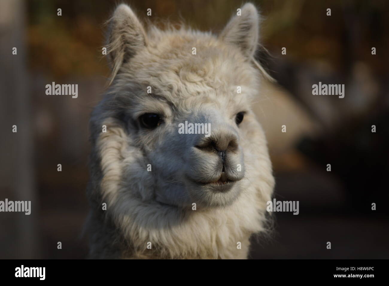 Lama head Stock Photo