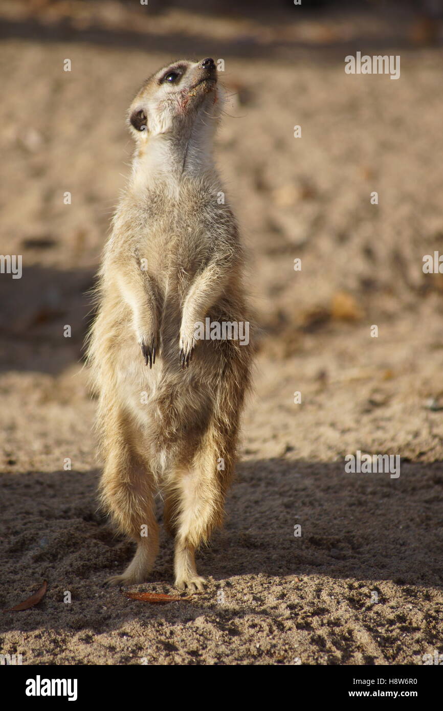 Meerkat in the sun Stock Photo